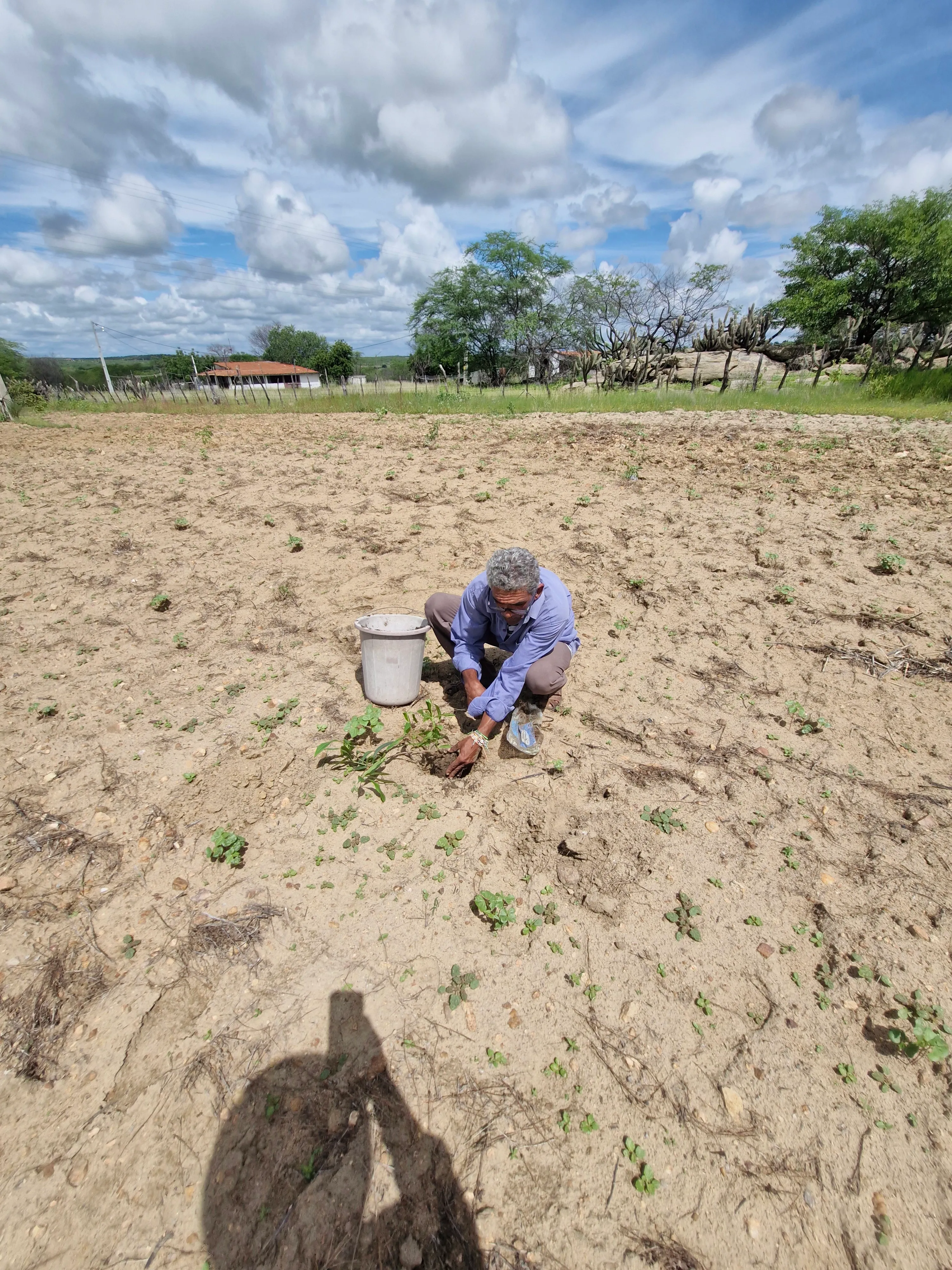 Guardiões da Caatinga: Agrofloresta e Convivência com o Semiárido